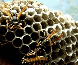 Soñar con abejas y avispas